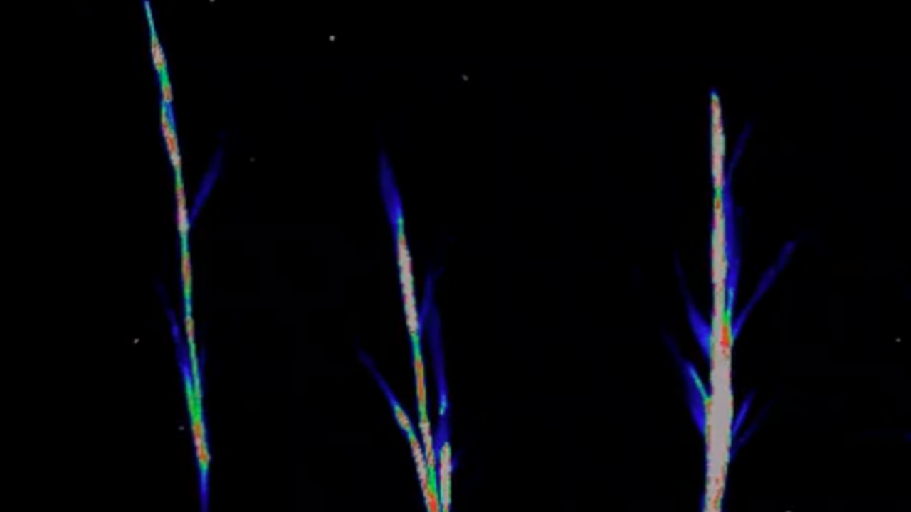 Growing Grass Stems